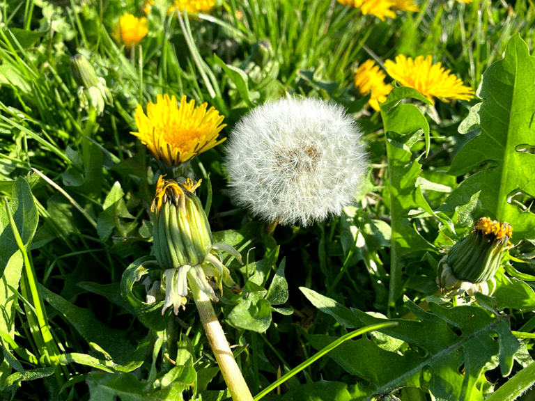 The Dandelion health nutrition and tea