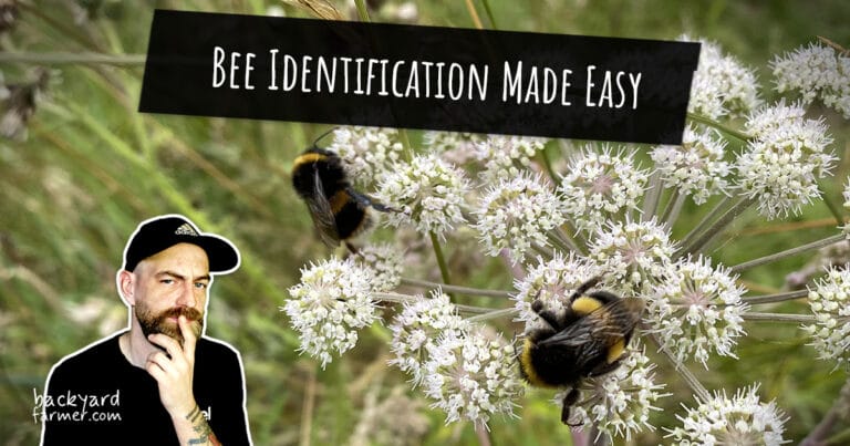 Bee Identification Made Easy