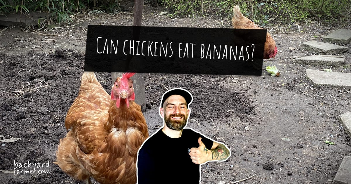 Can I Feed Birds Bananas: Surprising Benefits and Risks Revealed