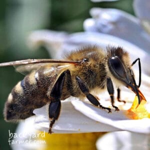 Dark European Honey Bee (Apis M.Mellifera)
