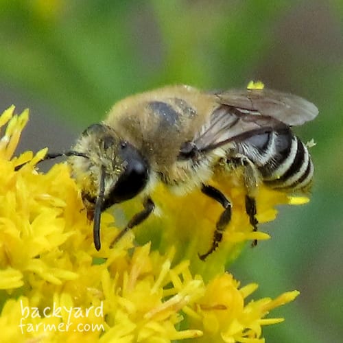 Davies' Colletes Bee
(Colletes daviesanus)