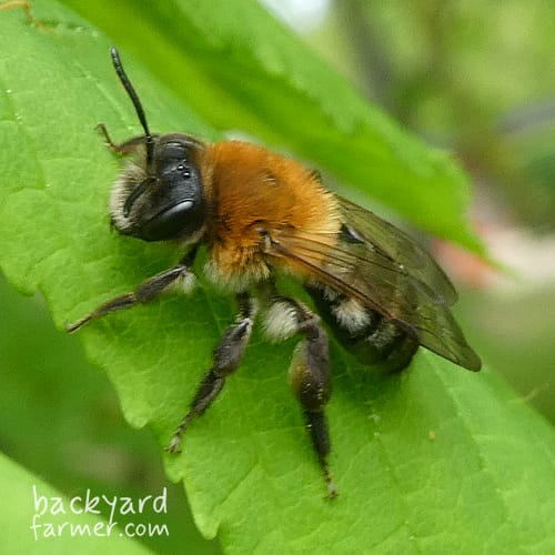 Grey-patched Mining Bee
(Andrena nitida)