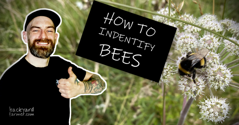 How to identify bees