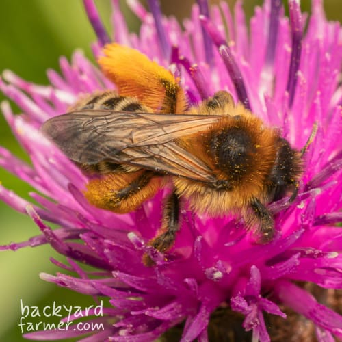 Pantaloon Bee
(Dasypoda hirtipes)