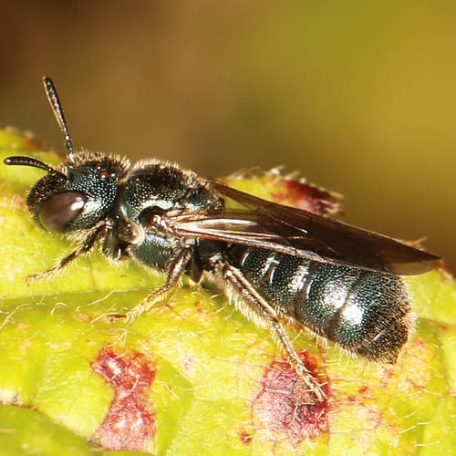 Small Carpenter Bee
(Ceratina cyanea)