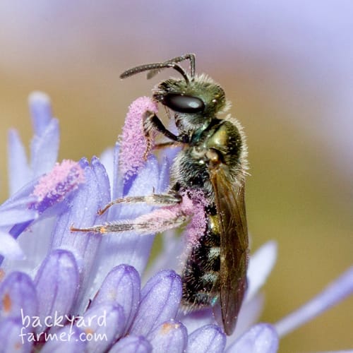 Smeathman’s Furrow Bee
(Lasioglossum smeathmanellum)