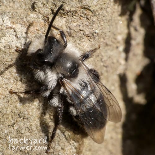 Ashy Mining Bee
(Andrena cineraria)