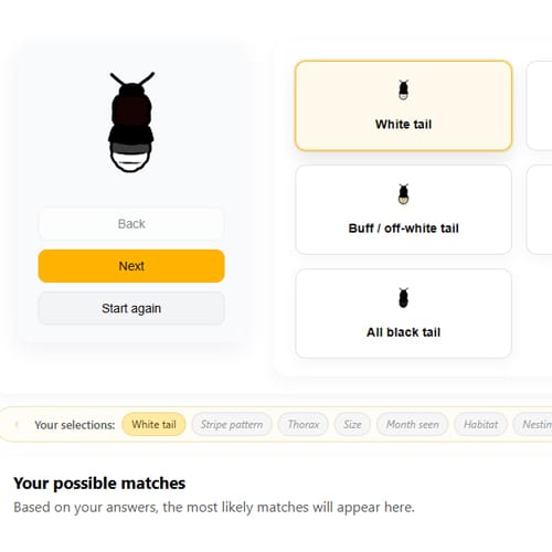 Step 1 bee identification app