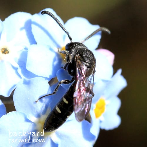 bee on a forget me not in summer