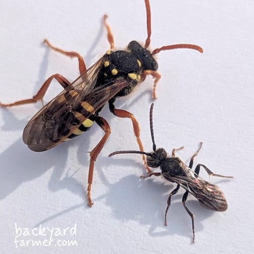 bee shape and size