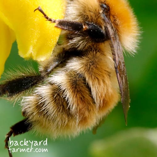bee tail colour
