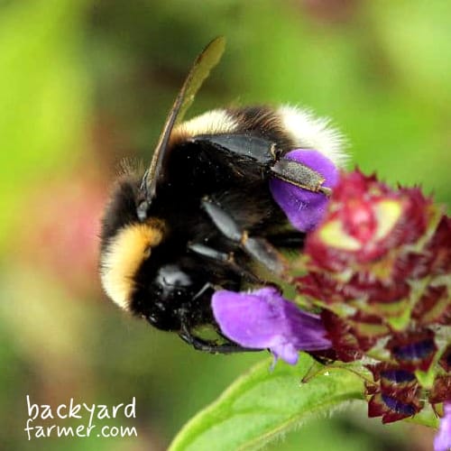 bombus locorum white tailed bumblebee queen