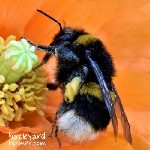 bombus locorum worker