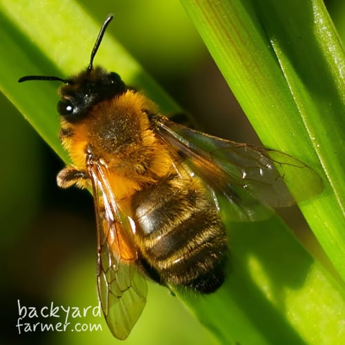 Buffish Mining Bee
(Andrena nigroaenea)