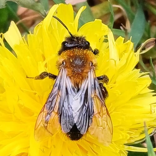 Cliff Mining Bee
(Andrena thoracica)