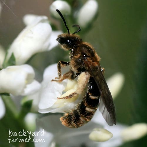 Common Furrow Bee
(Lasioglossum calceatum)