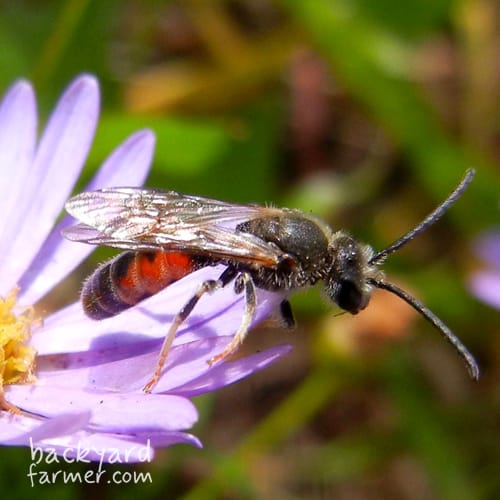 Common Mourning Bee
(Lasioglossum calceatum)