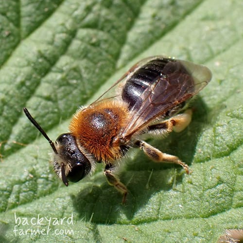 Early Mining Bee
(Andrena haemorrhoa)