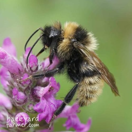 Field Cuckoo Bumblebee
(Bombus campestris)