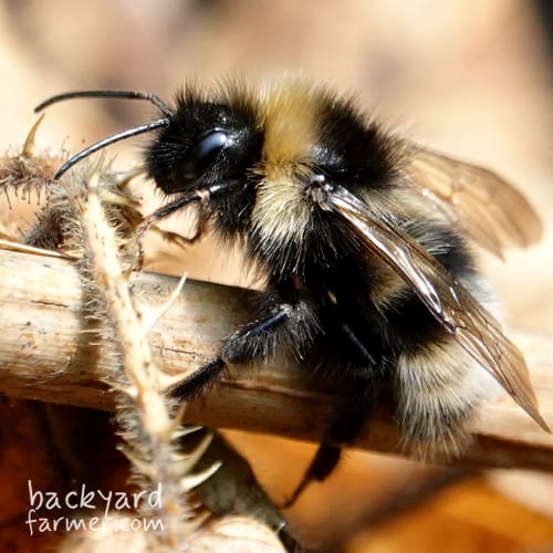 Forest Cuckoo Bumblebee
(Bombus sylvestris)