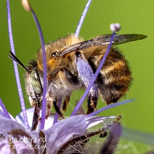 Green Eyed Flower Bee
(Anthophora bimaculata)