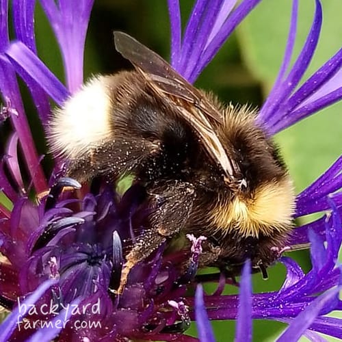 Gypsy Cuckoo Bumblebee
(Bombus bohemicus)
