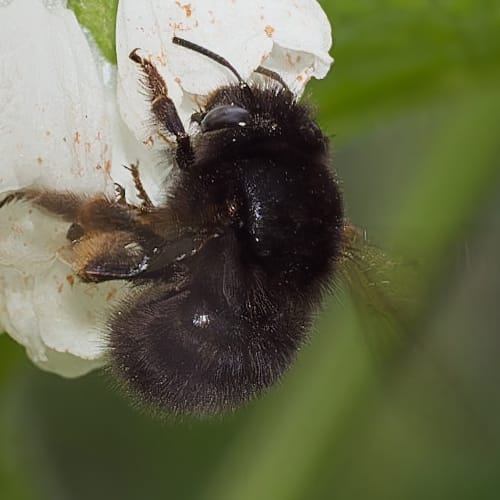 Hairy-footed Flower Bee
(Anthophora plumipes)