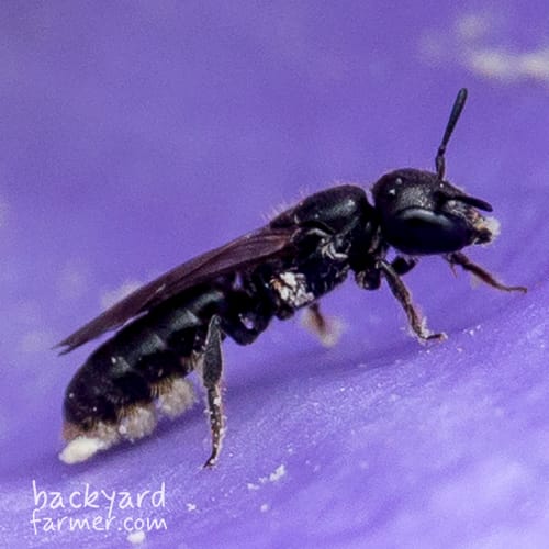 Harebell Carpenter Bee
(Chelostoma campanularum)