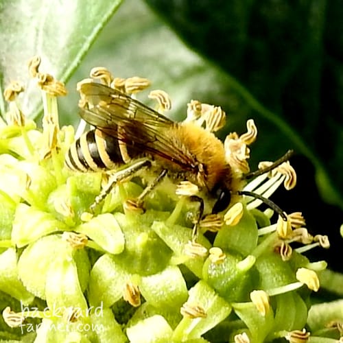 Ivy Mining Bee
(Colletes hederae)