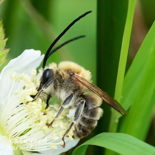 Long-Horned Bee
(Eucera longicornis)
