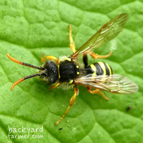 Goodens Nomad Bee
(Nomada goodeniana)