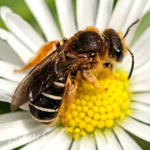 Orange-legged Furrow Bee
(Halictus rubicundus)