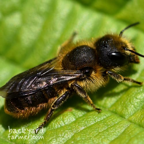 Orange-vented mason bee
(Osmia leaiana)