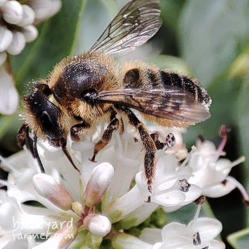 Patchwork Leafcutter Bee
(Megachile centuncularis)
