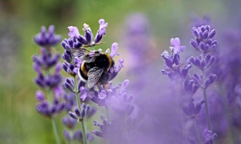 Bee lavender