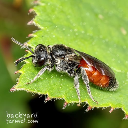 Red-girdled Mining Bee
(Andrena labiata)