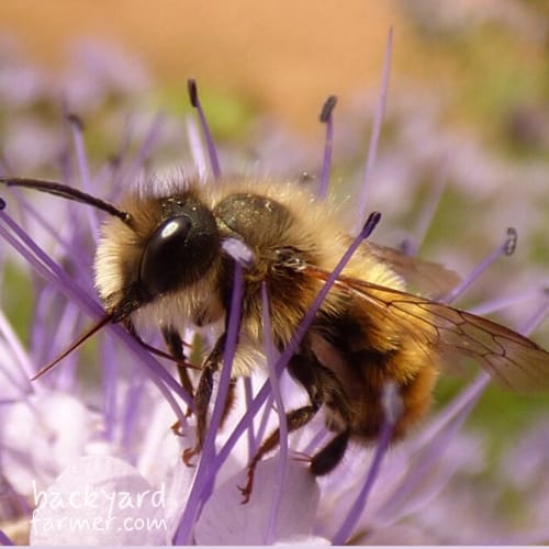 Red Mason Bee
(Osmia bicornis)