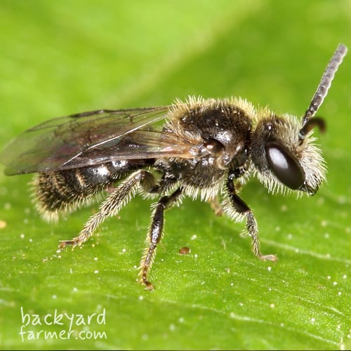Shaggy Furrow Bee
(Lasioglossum villosulum)
