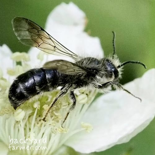 Small Scissor Bee
(Chelostoma florisomne)