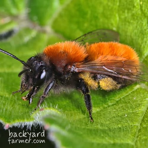 Tawny Mining Bee
(Andrena fulva)