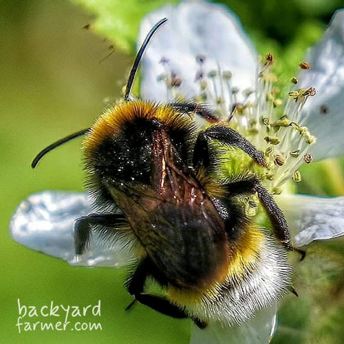 Vestal Cuckoo Bee
(Bombus vestalis)