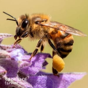 Western Honey Bee (Apis Mellifera)