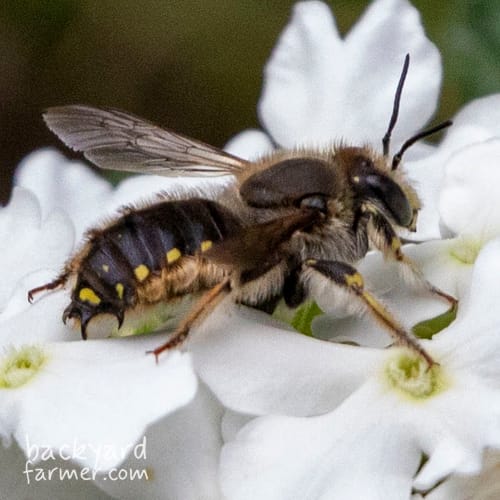 Wool Carder Bee
(Anthidium manicatum)
