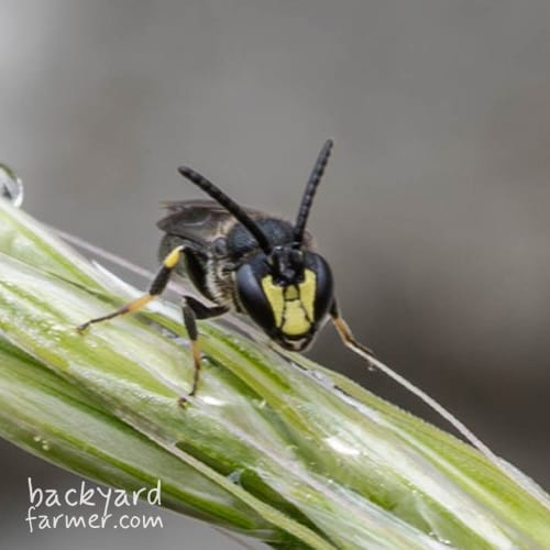 Yellow-faced Bee
(Hylaeus spp.)