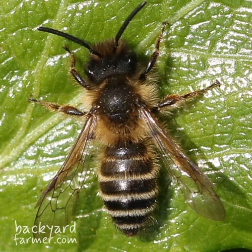 yellow-legged Mining Bee
(Andrena flavipes)