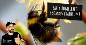 Early Bumblebee (Bombus pratorum)
