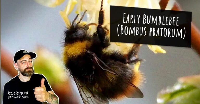Early Bumblebee (Bombus pratorum)