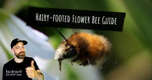 Hairy-footed Flower Bee Guide