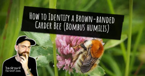 How to Identify a Brown-banded Carder Bee (Bombus humilis)