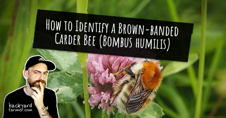 How to Identify a Brown-banded Carder Bee (Bombus humilis)